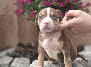 Photo №1. american bully - à vendre en ville de Bésée | négocié | Annonce №170293