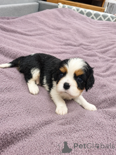 Photos supplémentaires: Chiots Cavalier King Charles Spaniel idéaux.