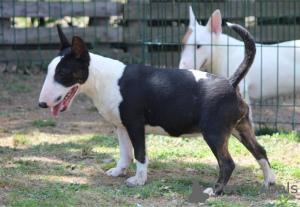 Photos supplémentaires: Chiots bull terrier miniatures