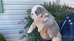 Photo №2 de l'annonce № 166004 de la vente bulldog anglais - acheter à Espagne annonce privée, éleveur