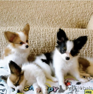 Photo №1. papillon - à vendre en ville de Tbilissi | négocié | Annonce №174925