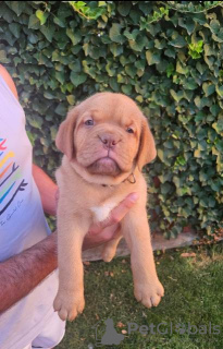 Photo №3. Chiots Dogue de Bordeaux. Serbie