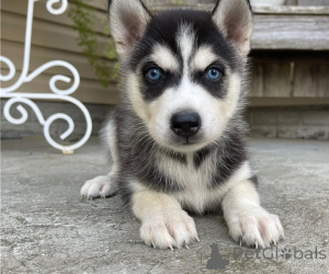 Photo №1. husky de sibérie - à vendre en ville de Brasschaat | négocié | Annonce №170437