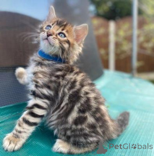 Photo №4. Je vais vendre bengal en ville de Aacheur. annonce privée - prix - négocié