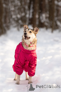 Photo №4. Je vais vendre chien bâtard en ville de Rivière moscou. annonce privée - prix - Gratuit