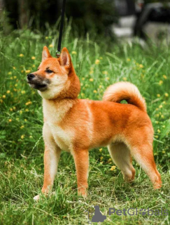 Photo №3. Chiots Shiba Inu. Ukraine