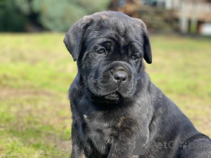 Photo №3. Des chiots Cane Corso aimants prêts à se protéger et à créer des liens. Allemagne