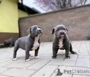 Photo №3. American Pitbull Terrier Welpen Zur Adoption Verfügbar. Allemagne