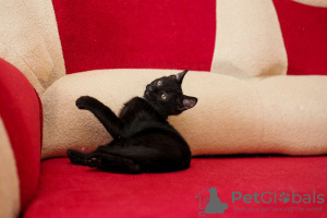 Photos supplémentaires: Le chaton coquin Ashley en cadeau