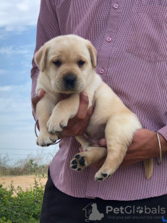 Photo №3. Chiots labrador affectueux et de caractère avec des papiers.. Allemagne