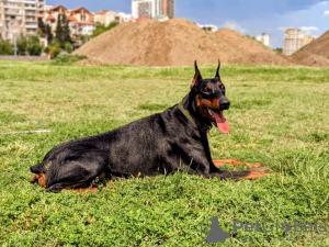 Photo №2 de l'annonce № 72135 de la vente dobermann - acheter à Georgia annonce privée