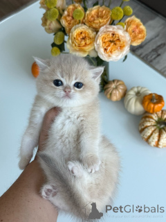 Photo №1. british shorthair - à vendre en ville de Anderlecht | négocié | Annonce № 178096
