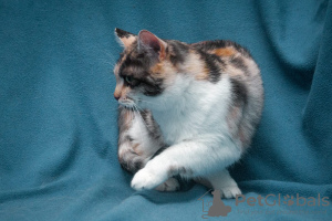 Photos supplémentaires: Chat rouge raffiné et intelligent Citrouille