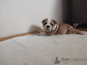 Photo №4. Je vais vendre bulldog anglais en ville de Zrenjanin. éleveur - prix - négocié