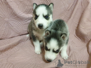 Photo №4. Je vais vendre husky de sibérie en ville de Dnipro. annonce privée - prix - 93€