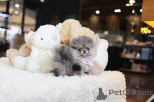 Photo №3. Dean Janet Kay Puppies House. USA