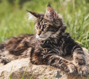 Photo №1. maine coon - à vendre en ville de Berlin | 450€ | Annonce № 162084