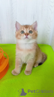 Photo №4. Je vais vendre chat chinchilla en ville de Карловка. de la fourrière - prix - 600€