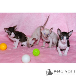 Photo №1. cornish rex - à vendre en ville de Göppingen | 350€ | Annonce № 174404