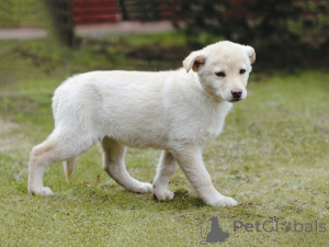 Photo №4. Je vais vendre chien bâtard en ville de Moskova. annonce privée - prix - Gratuit