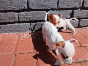 Photo №1. jack russell terrier - à vendre en ville de Andorra La Vella | négocié | Annonce №169498