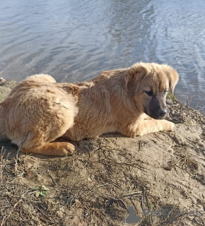Photo №2 de l'annonce № 28582 de la vente chien bâtard - acheter à Fédération de Russie annonce privée