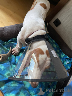 Photo №1. basset hound - à vendre en ville de Darmstadt | 678€ | Annonce №157666