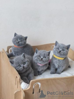 Photo №1. british shorthair - à vendre en ville de Bremerhaven | 350€ | Annonce № 108591