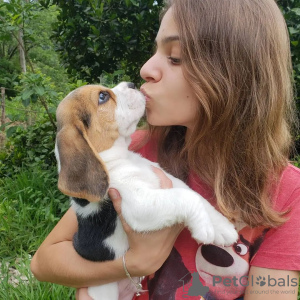 Photo №4. Je vais vendre beagle en ville de Гамбург. annonce privée - prix - 360€