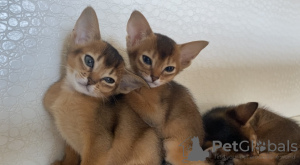 Photos supplémentaires: chatons abyssins