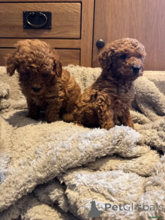 Photo №1. caniche (jouet) - à vendre en ville de Marlow | 580€ | Annonce №175709