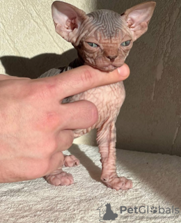 Photo №2 de l'annonce № 131990 de la vente  - acheter à Espagne annonce privée