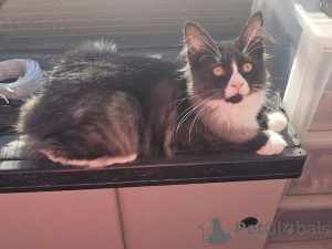 Photo №3. Nur ce Maine Coon Katze a une maison amusante. Allemagne