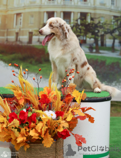 Photo №2 de l'annonce № 121527 de la vente berger australien - acheter à Pologne de la fourrière