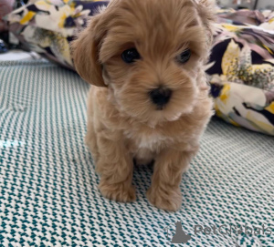 Photo №4. Je vais vendre bichon maltais en ville de Algermissen. annonce privée - prix - 750€