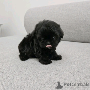 Photo №2 de l'annonce № 161037 de la vente caniche (jouet) - acheter à La finlande annonce privée, éleveur