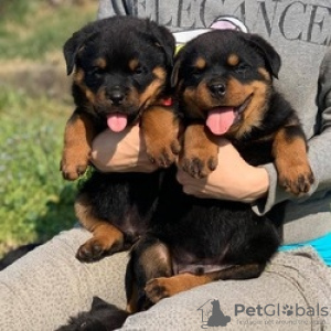 Photo №1. rottweiler - à vendre en ville de Амстердам | Gratuit | Annonce №132402