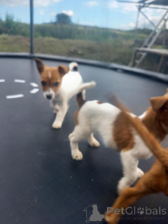 Photo №2 de l'annonce № 171981 de la vente jack russell terrier - acheter à Belgique annonce privée