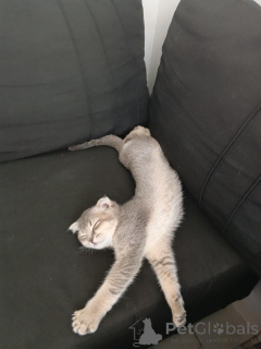 Photo №2 de l'annonce № 175520 de la vente scottish fold - acheter à Georgia annonce privée, de la fourrière, éleveur