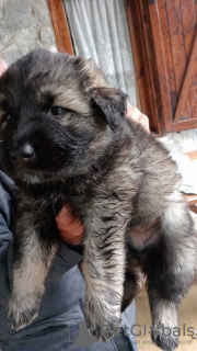 Photo №1. berger du caucase - à vendre en ville de Oberstdorf | 450€ | Annonce №132360