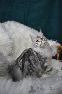 Photo №1. maine coon - à vendre en ville de Москва | négocié | Annonce № 139613