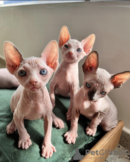 Photo №1. sphynx - à vendre en ville de Paris | négocié | Annonce № 120546