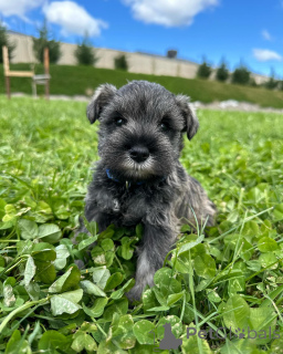 Photo №1. schnauzer miniature - à vendre en ville de Berlin | négocié | Annonce №168568