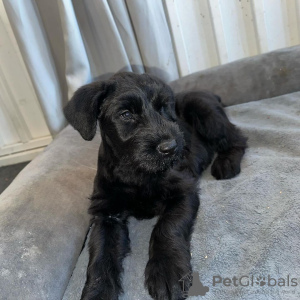 Photo №1. schnauzer miniature - à vendre en ville de Las Vegas | 473€ | Annonce №123236