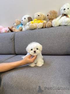 Photo №1. bichon maltais - à vendre en ville de Alsdorf | négocié | Annonce №178089