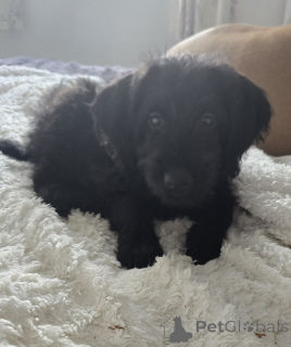 Photo №2 de l'annonce № 157790 de la vente labrador retriever - acheter à Belgique éleveur