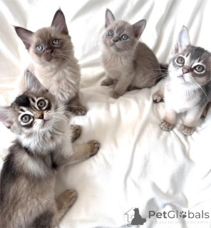 Photo №1. burmese - à vendre en ville de Grömitz | 350€ | Annonce № 154159