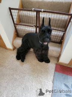 Photo №1. schnauzer géant - à vendre en ville de Demänovská Dolina | négocié | Annonce №173092
