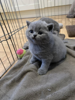 Photo №1. british shorthair - à vendre en ville de Anvers | Gratuit | Annonce № 159235