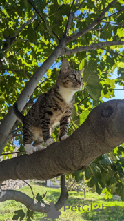 Photos supplémentaires: Le chaton Kiselechek recherche une famille aimante.